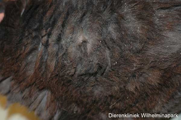 Een vervilte vaht bij een kat met een tumor in de mond